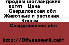 продам шотландских котят › Цена ­ 4 800 - Свердловская обл. Животные и растения » Кошки   . Свердловская обл.